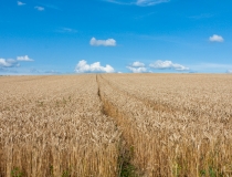 大空に広がる麦畑